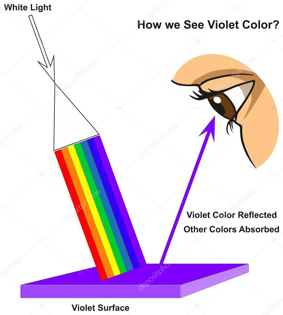 How we See Violet Color infographic diagram showing visible spectrum light on surface and colors reflected or absorbed according to its color for physics science education