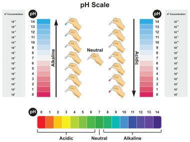 değerleri ve konsantrasyonları ile deneme örnek sonuç içinde asidik nötr veya bilim eğitimi için alkali gösteren ph ölçeği Infographic diyagramı