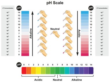 pH Scale infographic diagram showing values and concentrations with experiment example result in acidic neutral or alkaline for science education clipart
