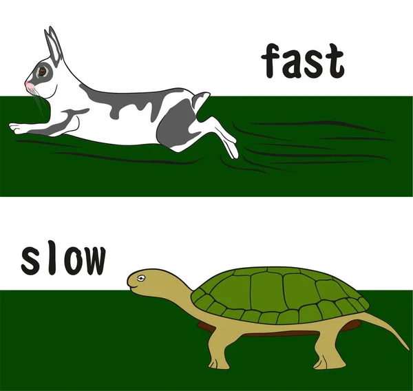 Hızlı Yavaş Muhalefet Kelime Eğitim Çalışan Tavşan Yürüyen Kaplumbağa Gösterilen — Stok Vektör