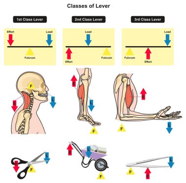 Classes of Lever infographic diagram showing parts and types including fulcrum load and effort with examples of human body joints bones and muscles daily lives for physics science education clipart