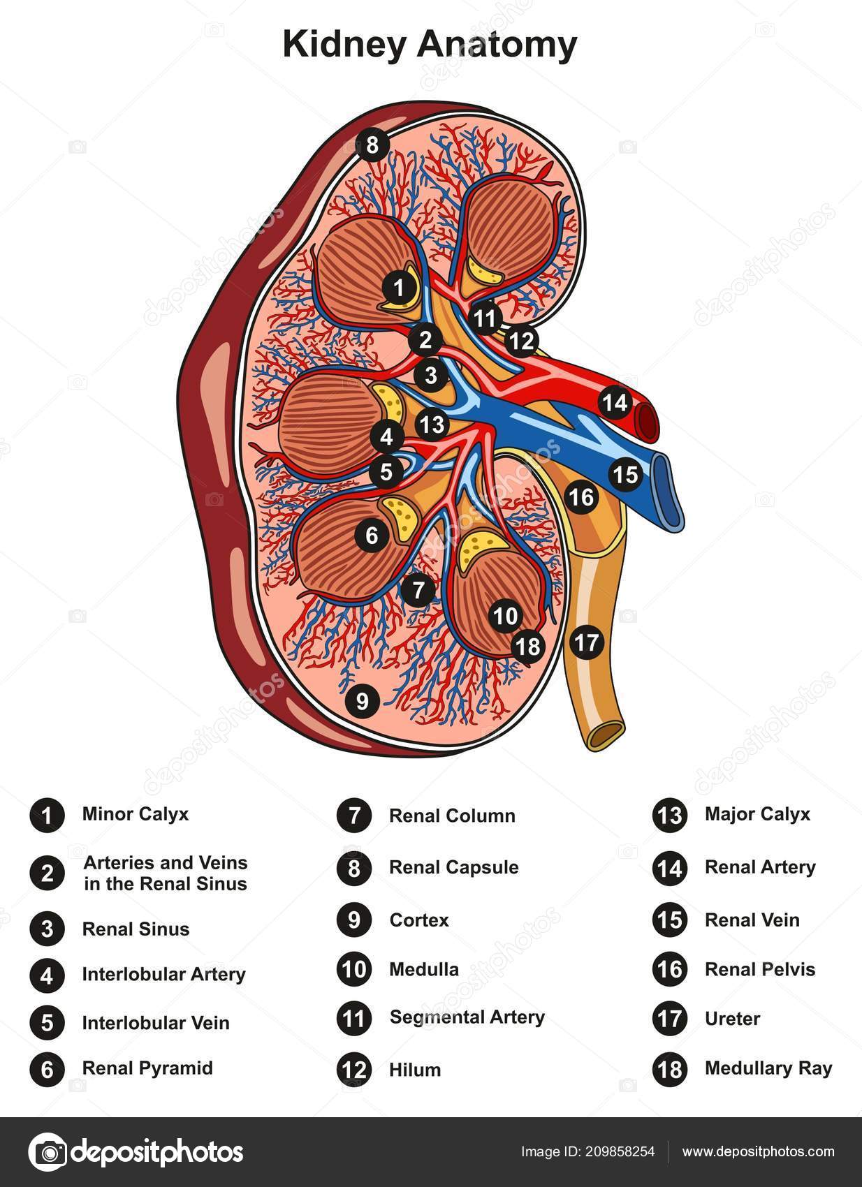 Kidney Diagram Labeled