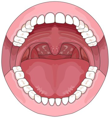 Opened Adult Mouth infographic diagram including upper and lower jaw with permanent teeth for medical science education and health care dental concept clipart
