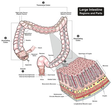 Large Intestine Regions and Parts cross section infographic diagram including cecum ascending transverse descending sigmoid colons for biology physiology education and medical health care clipart