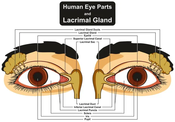 Diagramme Infographique Des Parties Œil Humain Glande Lacrymale Compris Paupière — Image vectorielle