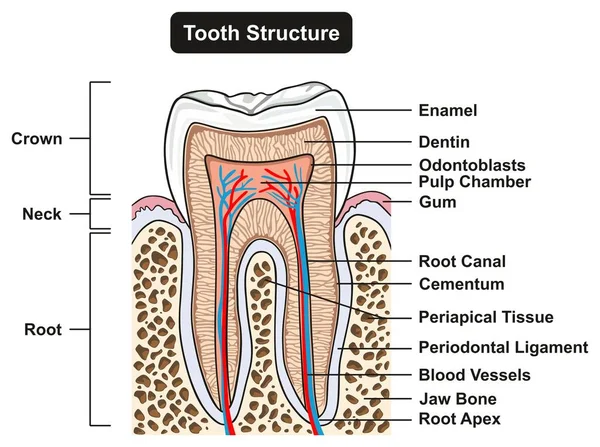 标记的牙横断面解剖与所有零件包括冠脖子搪瓷牙本质牙髓腔牙龈根管水泥骨及供血供医学教育及牙科保健服务 — 图库矢量图片
