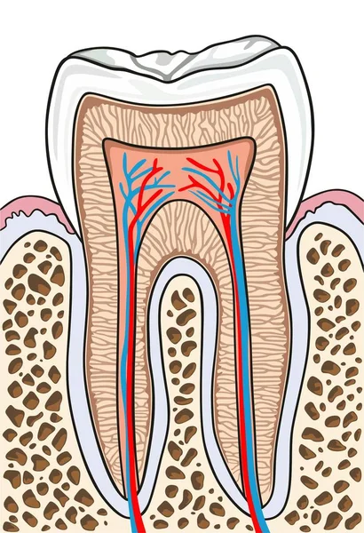 クラウン首エナメル質象牙質パルプ空洞歯茎根管セメント骨や血液を供給医学教育 歯科医療を含むすべての部分と歯の断面解剖学 — ストックベクタ