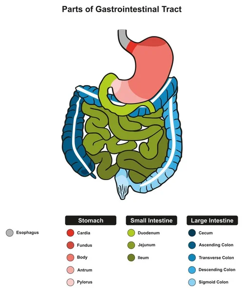 Parts Gastrointestinal Tract Infographic Diagram Including End Esophagus Stomach Small — Stock Vector