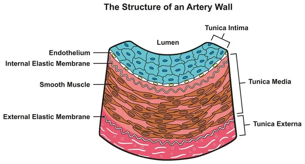 Structure Artery Wall Infographic Diagram Including All Layers Tunica Externa — Stock Vector