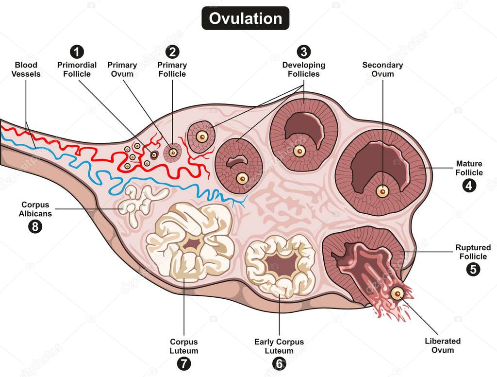 Ovulation Steps infographic diagram including all stages of developing follicle from primordial to final corpus albicans for science education and medical health care