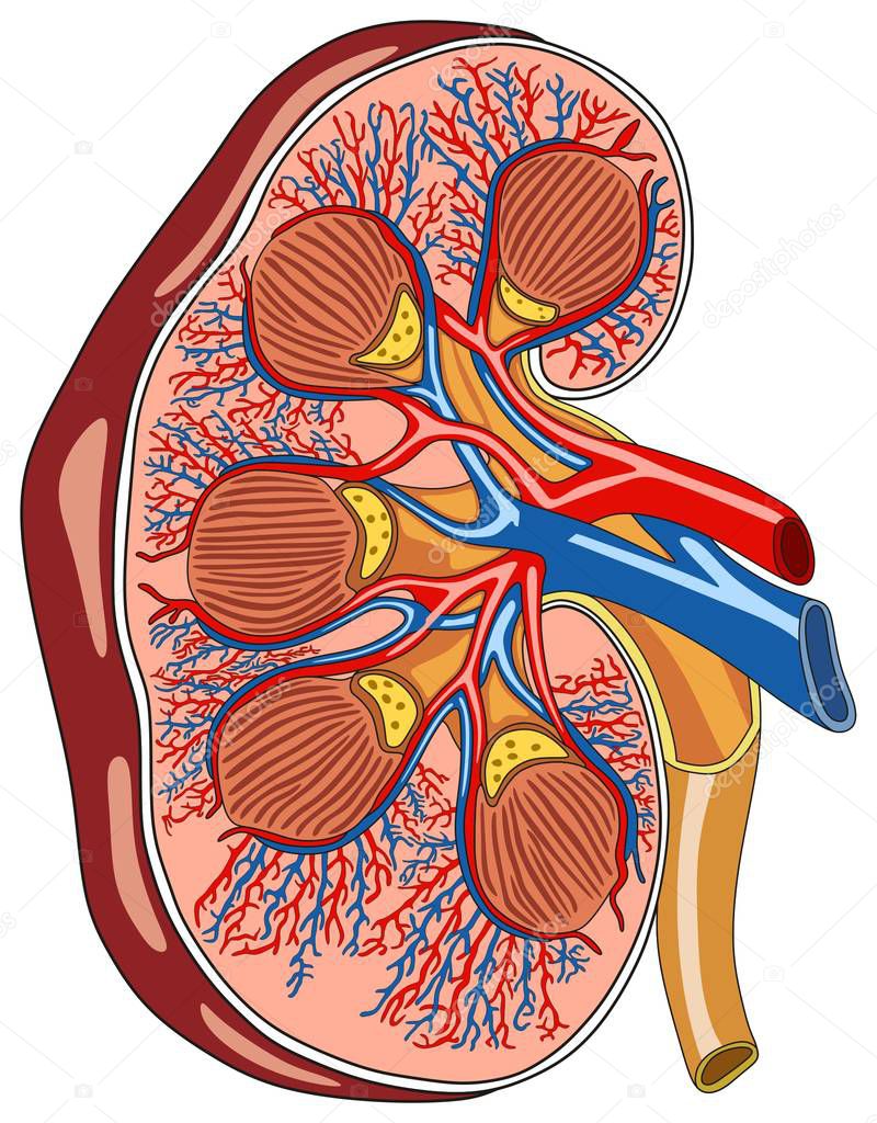 Kidney Anatomy Cross Section Infographic Diagram including all parts renal pelvis calyx medulla cortex ureter artery and vein supply blood vessels for medical science education and health care