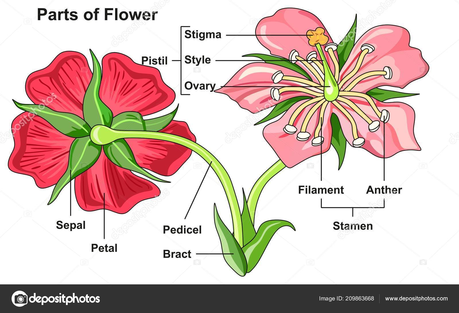 Hibiscus Flower design