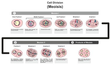Tüm aşamaları dahil olmak üzere hücre bölünmesi Meoisis Infographic diyagramı adımları ve nasıl kromatin kromozom Dna içinde farklı geliştirme aşamalarını biyoloji bilim eğitimi için bölmeyi