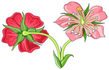 Parçaları diyagram açık çiçek ve tüm parçaları için okul eğitim ve botanik bilim biyoloji yararlı etiketli ile arkadan görünüm 