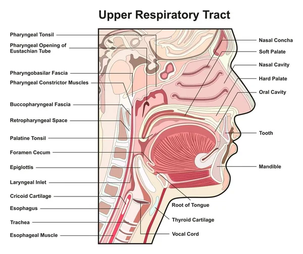 Diagrama Infográfico Sección Transversal Del Tracto Respiratorio Superior Con Todas — Vector de stock