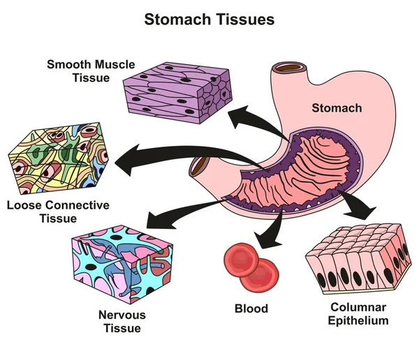 Magengewebetypen Und Struktur Infografisches Diagramm Einschließlich Glatter Muskeln Lose Bindegewebe — Stockvektor