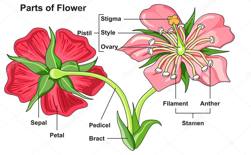 Labeled Flower Parts Diagram front and back view with all parts labeled useful for school education and botany biology science 