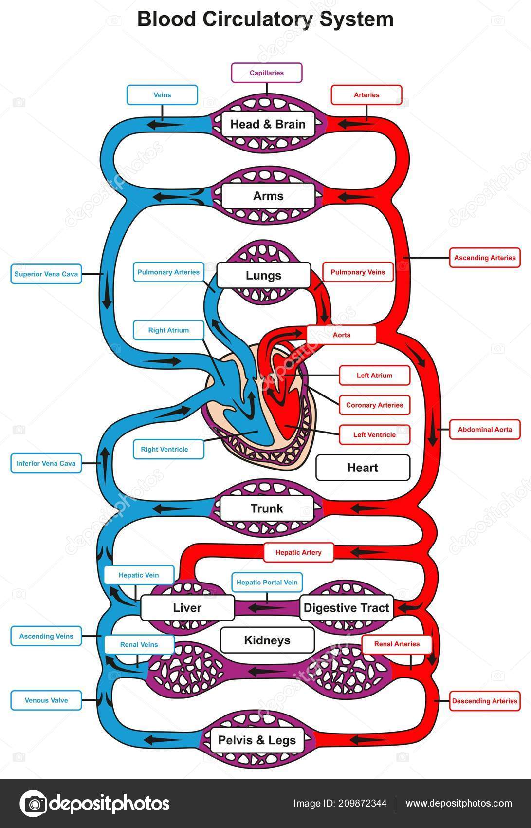 Human body vein diagram | Blood Circulatory System Human ...