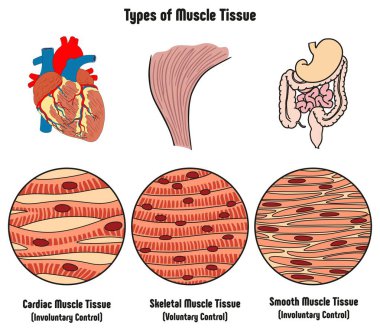 Types of Muscle Tissue of Human Body Diagram including cardiac skeletal smooth with example of heart digestive system along with involuntary voluntary control for medical science education clipart