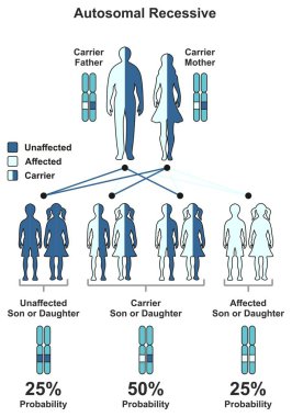 Anne baba ve anne olasılığını oğlu ve kızı etkilendiği de dahil olmak üzere otozomal resesif kalıtsal özellik Infographic diyagramı etkilenmez veya taşıyıcı genetik bilim eğitimi için