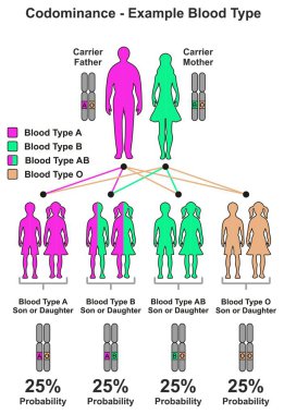 Codominance örnek kan grubu Infographic diyagramı anne taşıyıcı anne ve baba olasılığını oğlu ve kızı olmak da dahil olmak üzere farklı baskın resesif gen kombinasyonları var