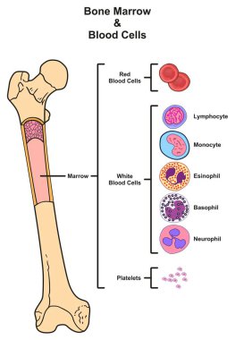 Kırmızı beyaz kan hücreleri trombosit lenfosit monosit esinophill basophill neurophill tıp bilimi eğitim için çoğaltılması uyluk kemiği de dahil olmak üzere kemik iliği Infographic diyagramı