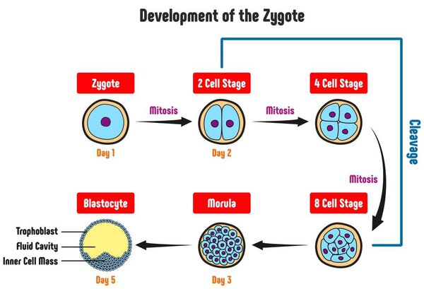 Development of the Zygote Diagram including all stages cell mitosis cleavage morula blastocyte day wise for medical science education