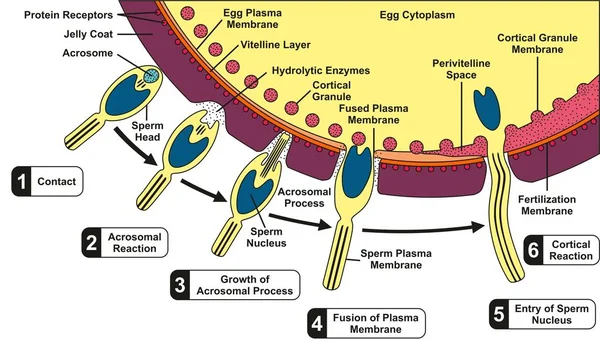 人間の精子と受精のプロセスと段階ステップ ステップお問い合わせ先皮質反応成長融合精子核の細胞膜エントリを含む卵融合図 — ストックベクタ