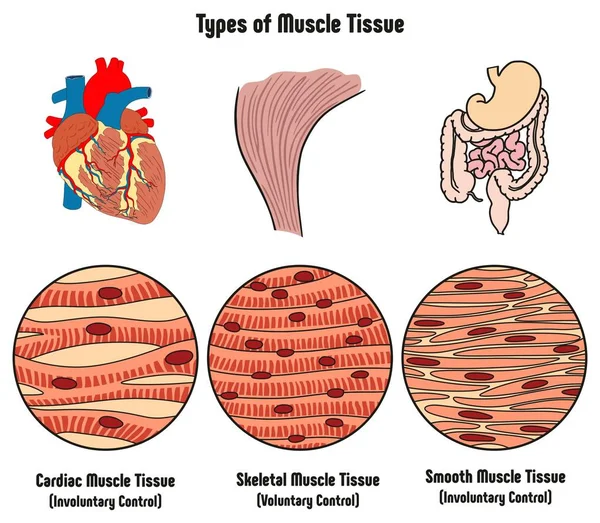 Typer Muskel Vävnad Mänskliga Kroppen Diagrammet Inklusive Hjärt Skelett Slät — Stock vektor