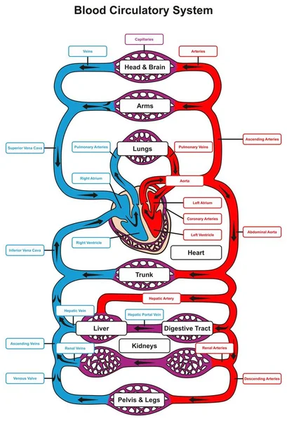 Bloed Circulatory System Van Menselijk Lichaam Infographic Diagram Met Hart — Stockvector