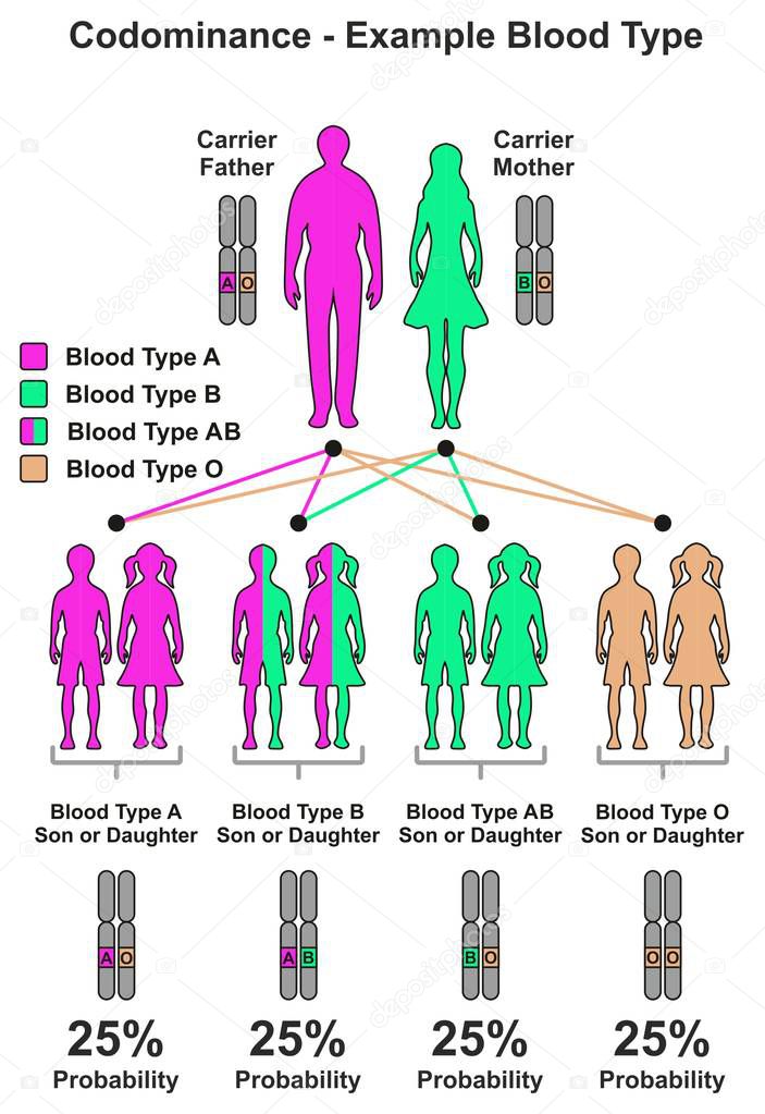 Codominance Example Blood Type infographic diagram including parents carrier father and mother probability of son and daughter to be have different combinations of dominant recessive genes