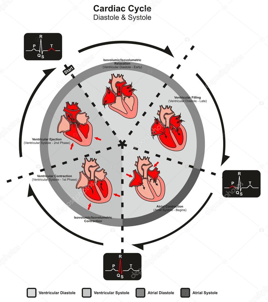 Cardiac Cycle Diastole and Systole of Human Heart Anatomy infographic diagram with all stages of pumping filling in right left atrium and ventricule for medicine science education medical healthcare