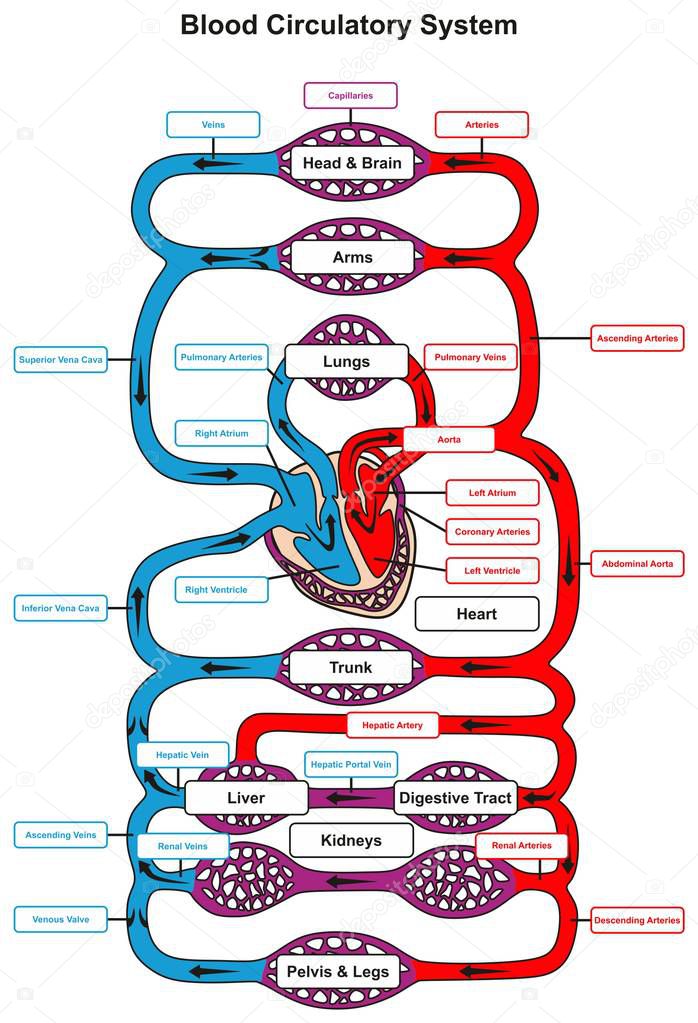 Blood Circulatory System of human body infographic diagram with heart pumping to all other organs and major arteries veins showing anatomical mechanism of circulation for anatomy science education