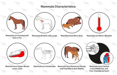 Mammals Characteristics infographic diagram including hair fur covering lung born alive warm blooded single boned lower jaw vertebrates mammary gland middle ear and heart for biology science education clipart svg vector 