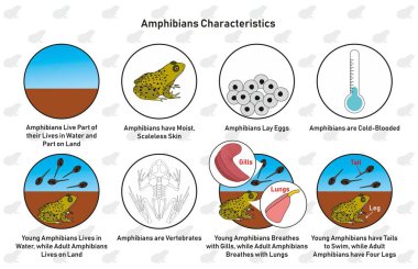 Amphibians Characteristics infographic diagram including living in water and land moist scaleless skin laying eggs cold blooded vertebrates gills lungs tail and leg for biology science education clipart