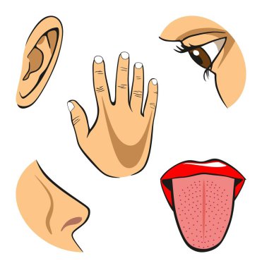 Fizik bilim eğitimi için tat için dokunma ve dil için işitme eli için koku kulak için görme burun için göz de dahil olmak üzere İnsan Beş Senses diyagramı