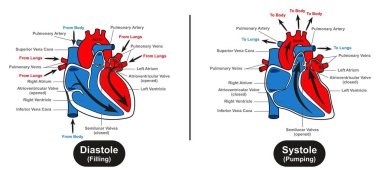 Diastole ve Systole Of Human Heart infografik diyagramı nasıl kan doldurmak ve nasıl kalp akciğerler ve vücut tıp bilimi ve anatomi eğitimi için pompa gösteren