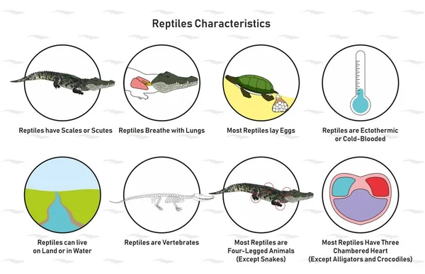 Ερπετά Χαρακτηριστικά Διάγραμμα Γράφημα Συμπεριλαμβανομένων Κλίμακες Πελυκόσαυρων Θέσει Αυγά Κρύα — Διανυσματικό Αρχείο