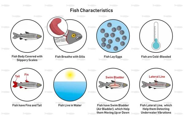 Γραφικό Διάγραμμα Χαρακτηριστικά Ψαριών Συμπεριλαμβανομένων Ολισθηρό Κλίμακες Βράγχια Ωοτοκία Κρύα — Διανυσματικό Αρχείο