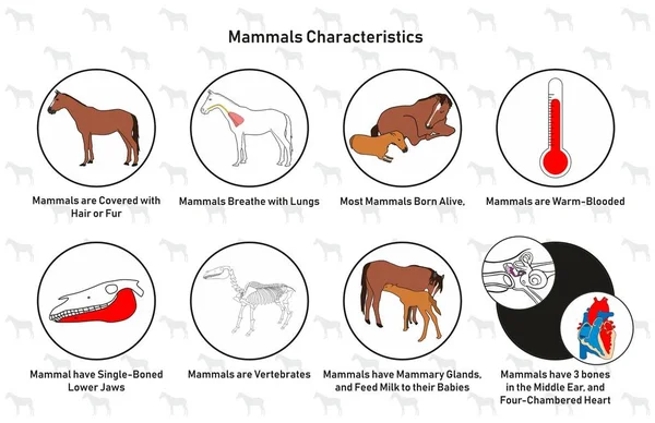 Säugetiere Eigenschaften Infografisches Diagramm Einschließlich Haarfell Bedeckt Lunge Geboren Lebendig — Stockvektor