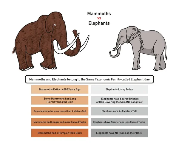 แผนภาพเปร ยบเท ยบข ลของแมมมอทก รวมถ งความพร อมในการส ของผ วหน ครอบคล — ภาพเวกเตอร์สต็อก