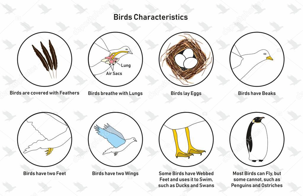 Bird Characteristics infographic diagram including feathers lungs lay eggs beaks, webbed feet wings and flying ability for biology science education