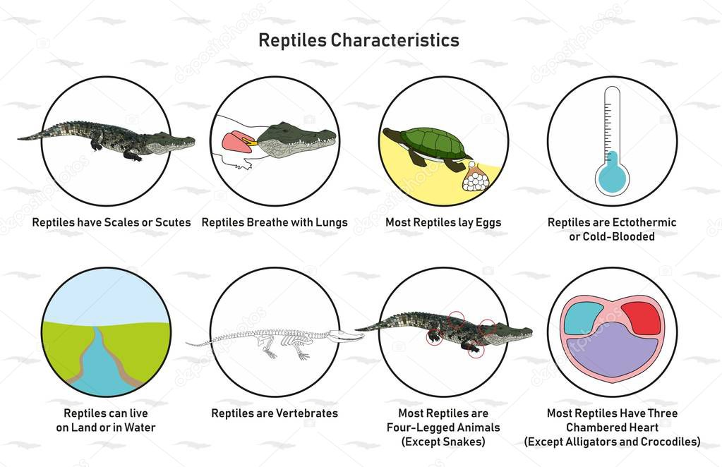 Reptiles Characteristics infographic diagram including scales scutes lay eggs cold blooded vertebrates heart four legged for biology science education