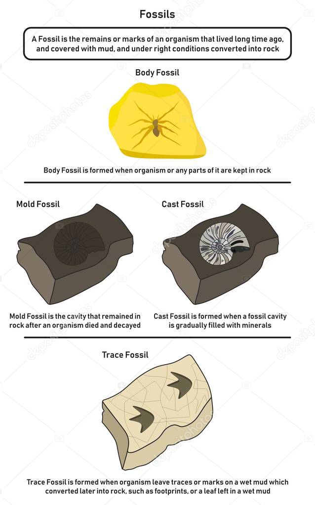 Fossils infographic diagram including body mold cast and trace fossils showing how organism lived long time ago form them in nature from mud to rock and differences for geology science education