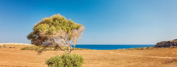 Lonely Tree National Forest Park Picturesque View Mediterranean Sea Cyprus — Stock Photo, Image