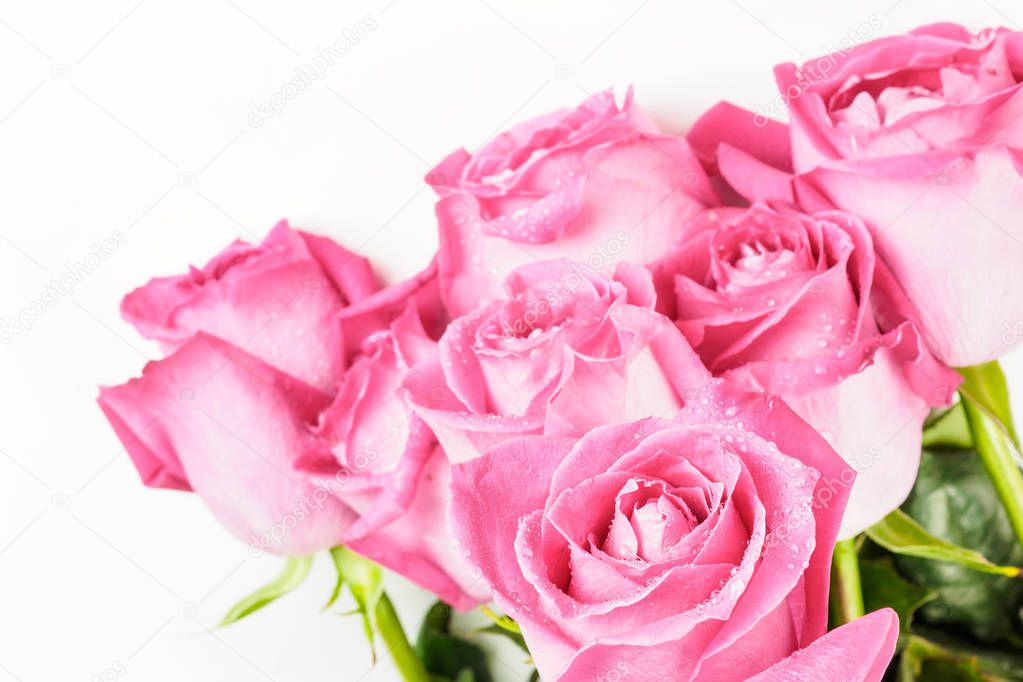 Young buds of pink Roses Flowers bouquet with drops of dew in spring summer moisture water on petals macro close-up with copy space