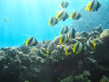 Mercan resifleri sualtı dünya flora ve fauna kırmızı deniz üzerinde küçük tropik balık balık sürüsü