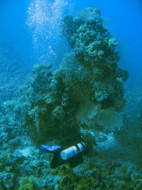 Küçük tropik balık balık ve mercan resifleri sualtı dünya flora ve fauna kırmızı deniz üzerinde dalgıç