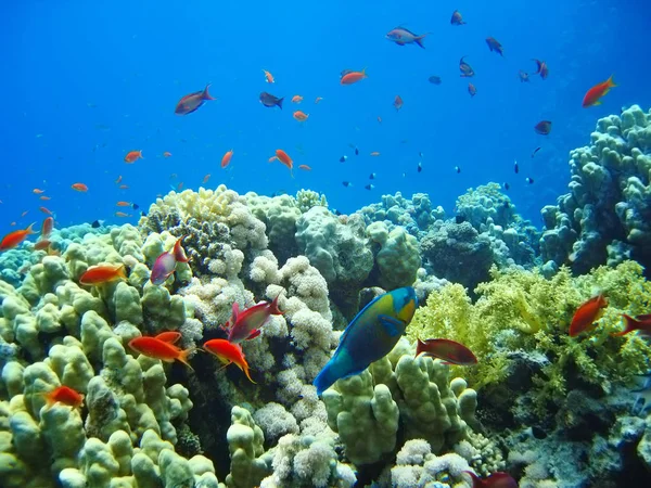 Mercan resifleri sualtı dünya flora ve fauna kırmızı deniz üzerinde küçük tropik balık balık sürüsü