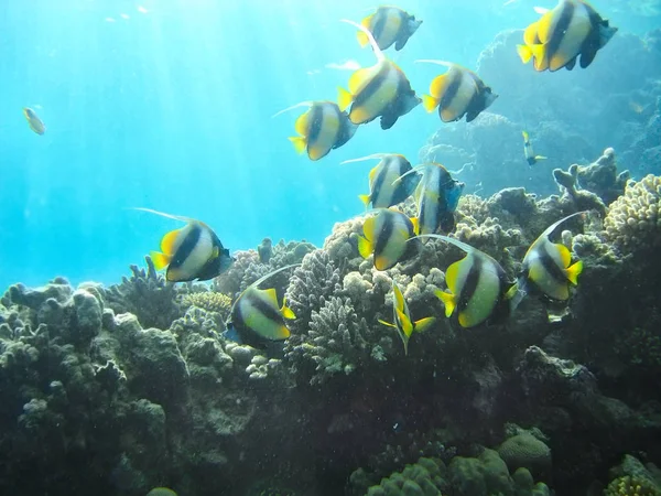 Mercan resifleri sualtı dünya flora ve fauna kırmızı deniz üzerinde küçük tropik balık balık sürüsü